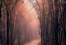 问鼎娱乐官网：[德甲]第2轮：弗赖堡1-0不来梅 集锦.